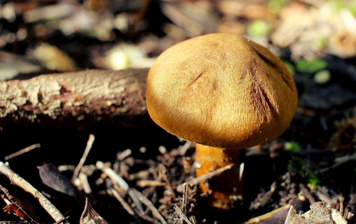 large dry tan ochre mushroom taken at hardys scrub onkaparinga national park walking trails south australia<br />
 Australia,Geotagged,Winter,fungi,hardys scrub,mushroom,national park,onkaparinga,south australia