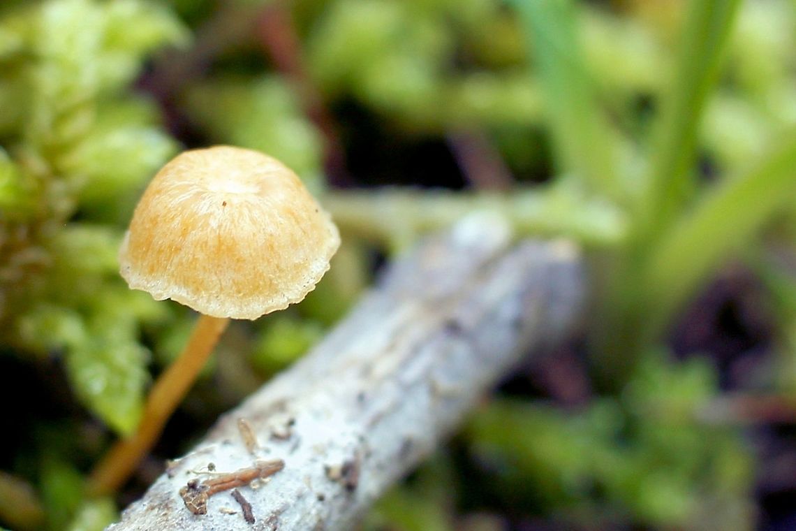 small delicate pale yellowish and white mushroom taken at hardys scrub onkaparinga national park walking trails south australia<br />
 Australia,Geotagged,Winter,fungi,hardys scrub,mushroom,national park,onkaparinga,south australia