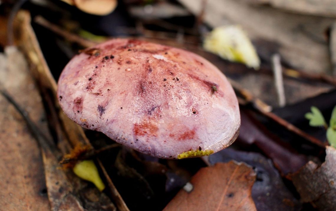 slimy pink mottled mushroom with caterpillar taken at hardys scrub onkaparinga national park walking trails south australia<br />
 Australia,Geotagged,Winter,fungi,hardys scrub,mushroom,national park,onkaparinga,south australia