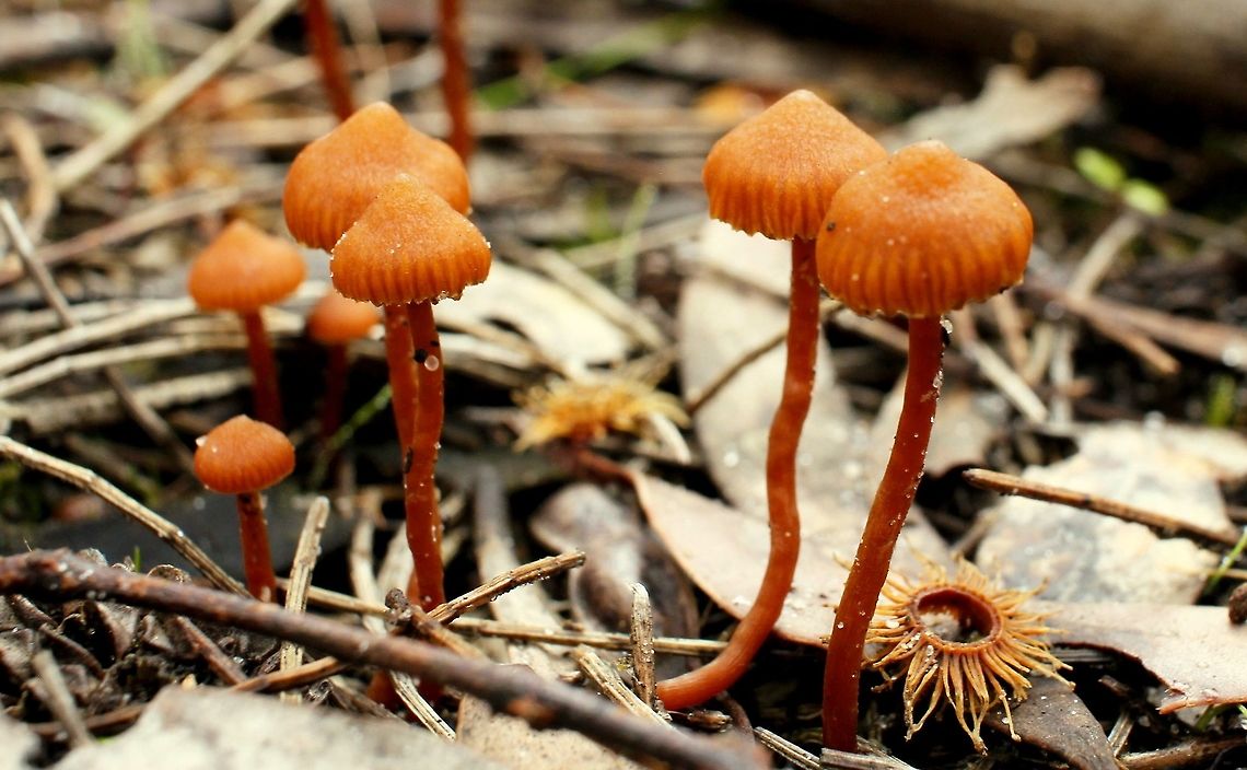 orange carousel group of mushrooms taken at hardys scrub onkaparinga national park walking trails south australia<br />
 Australia,Geotagged,Winter,fungi,hardys scrub,mushroom,national park,onkaparinga,south australia
