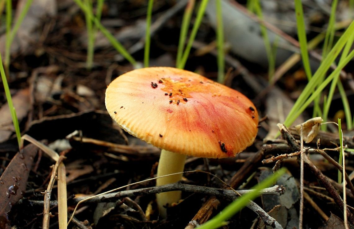 peach sunset mushroom taken at hardys scrub onkaparinga national park walking trails south australia<br />
 Amanita xanthocephala,Australia,Geotagged,Vermilion grisette,Winter,fungi,hardys scrub,mushroom,national park,onkaparinga,russula,south australia