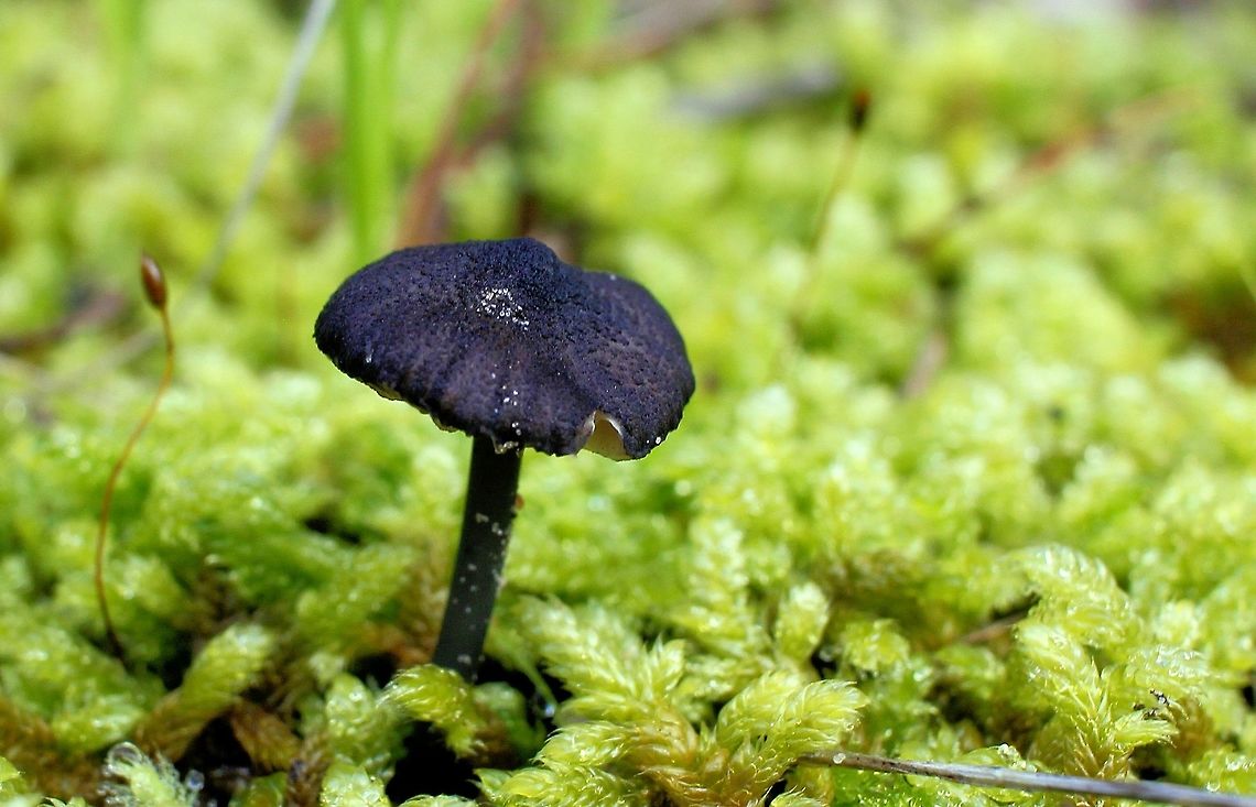 deadly black textured mushroom taken at hardys scrub onkaparinga national park walking trails south australia<br />
 Australia,Geotagged,Winter,fungi,hardys scrub,mushroom,national park,onkaparinga,south australia