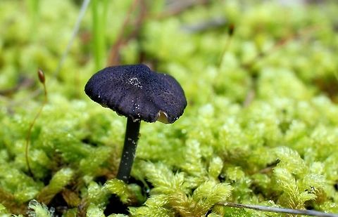 deadly black textured mushroom taken at hardys scrub onkaparinga national park walking trails south australia
 Australia,Geotagged,Winter,fungi,hardys scrub,mushroom,national park,onkaparinga,south australia