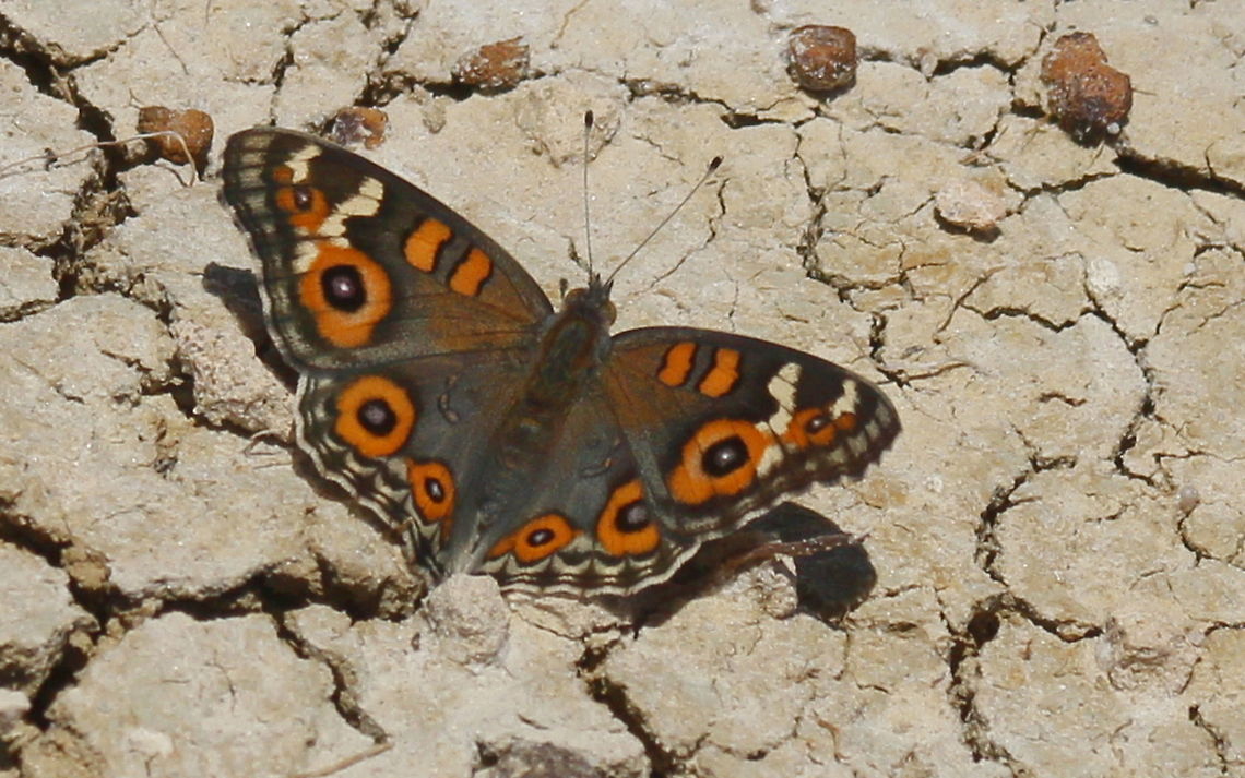 Meadow argus taken at moana beach south australia Australia,Geotagged,Junonia villida,Meadow Argus,Spring