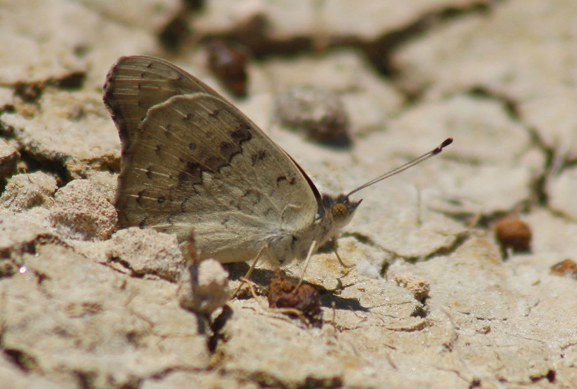 meadow argus taken at moana beach south australia Australia,Geotagged,Junonia villida,Meadow Argus,Spring