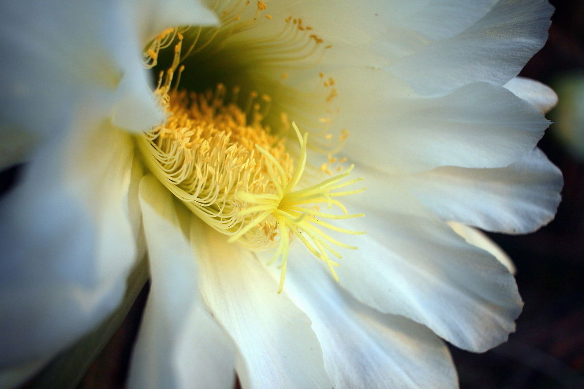 white cactus flower taken on a street sidewalk southern adelaide Australia,Geotagged,Spring