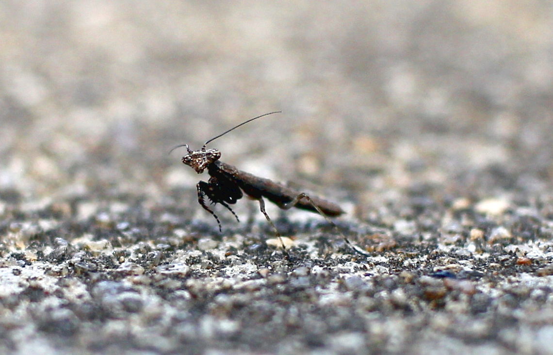 the ten millimetre praying mantis taken at mclarenvale south australia....a difficult shot Australia,Geotagged,Summer,praying mantis