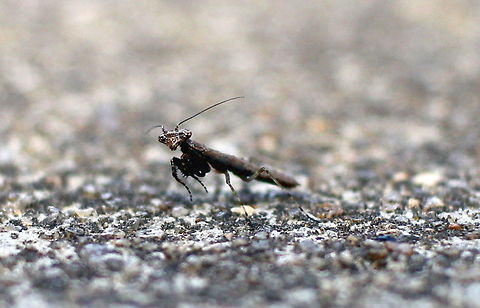 the ten millimetre praying mantis taken at mclarenvale south australia....a difficult shot Australia,Geotagged,Summer,praying mantis