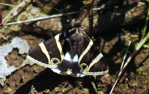 Grammodes ocellata taken at hardys scrub south australia Australia,Geotagged,Grammodes ocellata,Spring,south australia