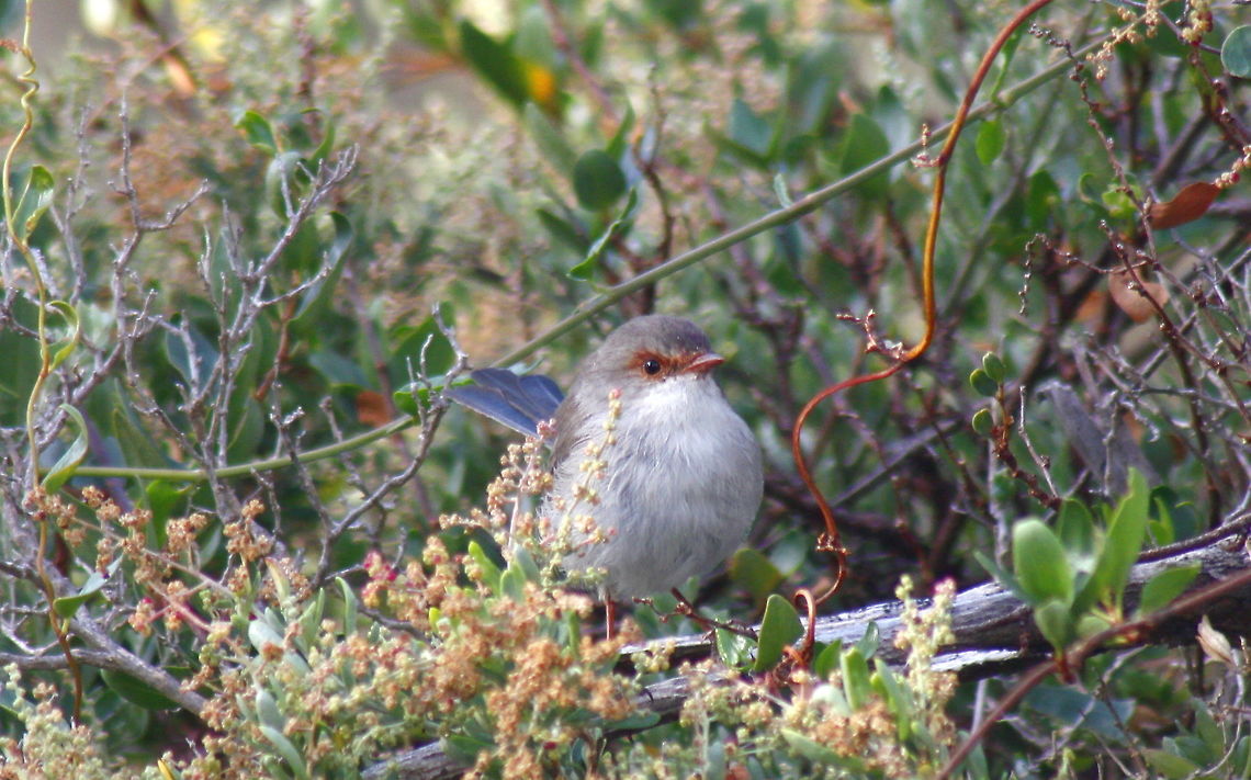 superb fairy wren taken at wine dam in Hardys Scrub at Blewwit Springs South Australia Malurus cyaneus,Superb Fairywren