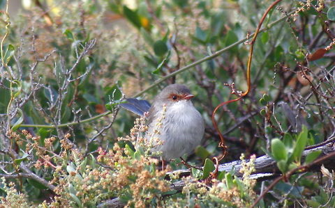 superb fairy wren taken at wine dam in Hardys Scrub at Blewwit Springs South Australia Malurus cyaneus,Superb Fairywren