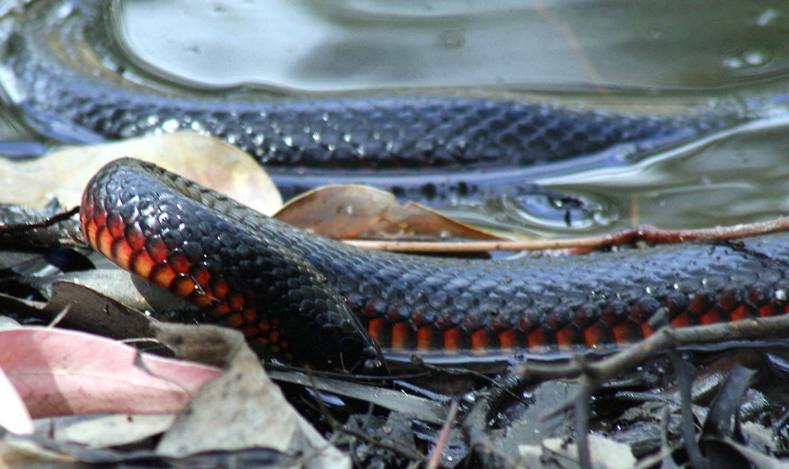 red-bellied back snake taken at wine dam in Hardys Scrub at Blewwit Springs South Australia Australia,Fall,Geotagged,Pseudechis porphyriacus,Red-bellied black snake