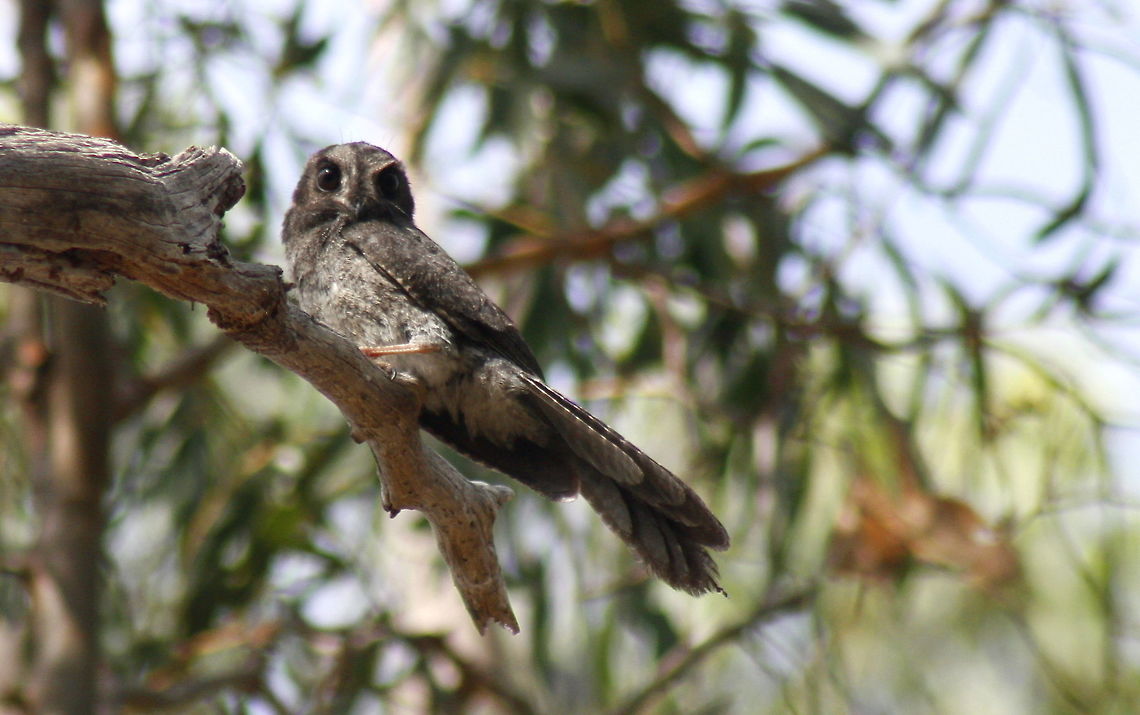 Australian Owlet-nightjar taken at wine dam in Hardys Scrub at Blewwit Springs South Australia Aegotheles cristatus,Australia,Australian Owlet-nightjar,Fall,Geotagged