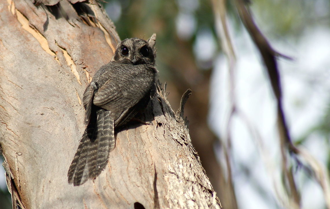 Australian Owlet-nightjar taken at wine dam in Hardys Scrub at Blewwit Springs South Australia Aegotheles cristatus,Australia,Australian Owlet-nightjar,Fall,Geotagged