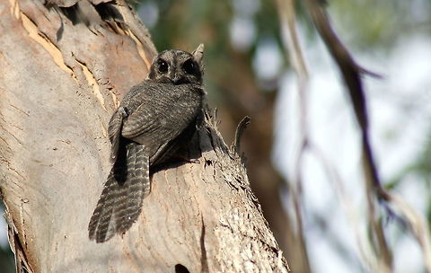 Australian Owlet-nightjar taken at wine dam in Hardys Scrub at Blewwit Springs South Australia Aegotheles cristatus,Australia,Australian Owlet-nightjar,Fall,Geotagged