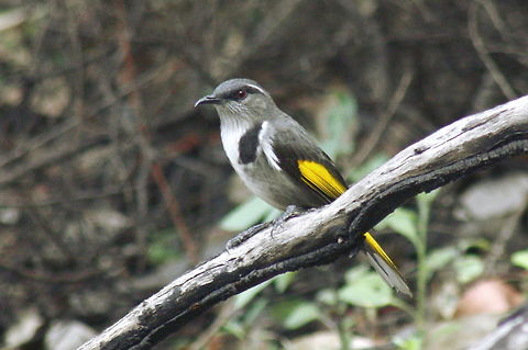 Crescent honeyeater taken at wine dam in Hardys Scrub at Blewwit Springs South Australia Australia,Crescent honeyeater,Fall,Geotagged,Phylidonyris pyrrhopterus