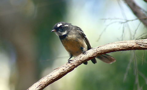 Grey fantail taken at wine dam in Hardys Scrub at Blewwit Springs South Australia Australia,Fall,Geotagged,Grey Fantail,Rhipidura albiscapa