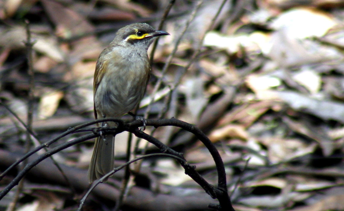 Yellow-faced honeyeater taken at wine dam in Hardys Scrub at Blewwit Springs South Australia Australia,Caligavis chrysops,Fall,Geotagged,Yellow-faced honeyeater