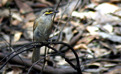 Yellow-faced honeyeater taken at wine dam in Hardys Scrub at Blewwit Springs South Australia Australia,Caligavis chrysops,Fall,Geotagged,Yellow-faced honeyeater