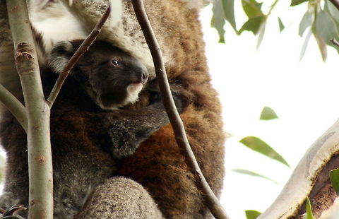 baby koala taken at hardys scrub south australia Australia,Geotagged,Koala,Phascolarctos cinereus,Winter,koala