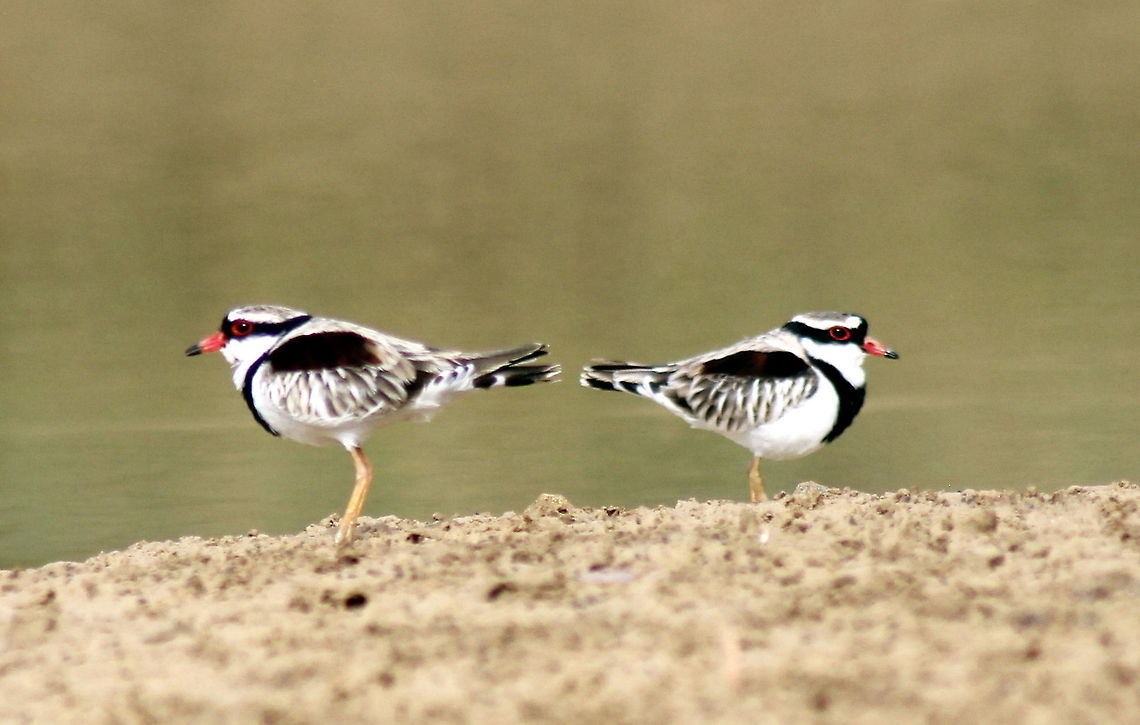 Black-fronted dotterel taken just north of Gemini Retreat at Sapphire on the Central Queensland Gemfields in Australia Australia,Black-fronted dotterel,Elseyornis melanops,Fall,Geotagged