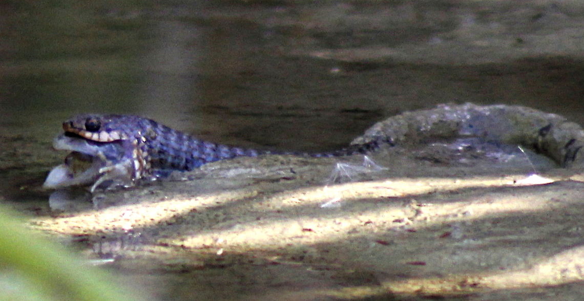Keelback freshwater snake taken at sapphire queensland  in a drying up dam late in the day with a good size frog for dinner Australia,Fall,Geotagged,Keelback,Tropidonophis mairii,central queensland gemfields
