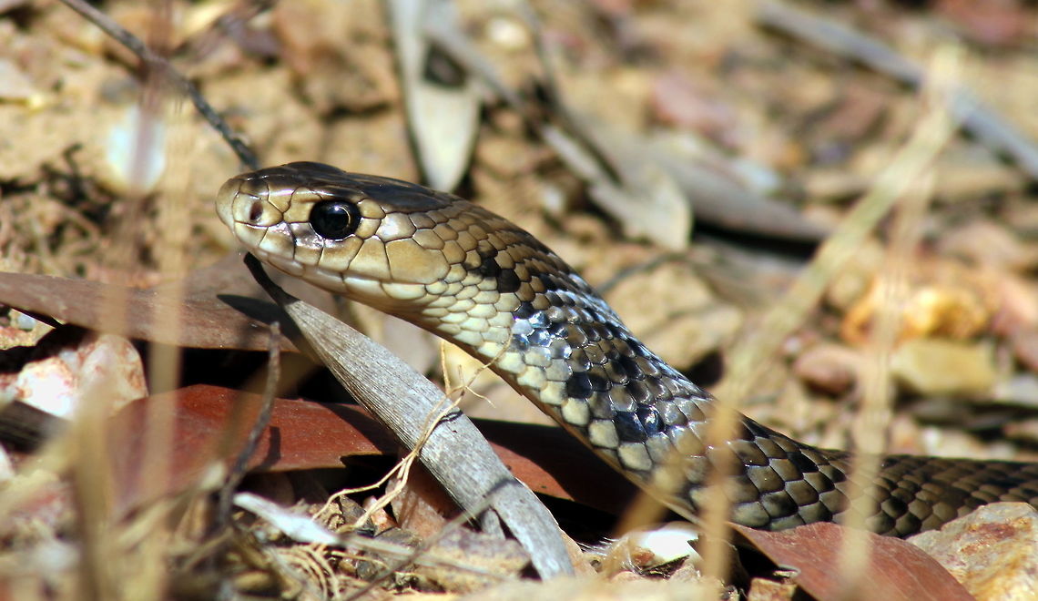Black  Whipsnake taken at gemini retreat in sapphire central queensland gemfields Australia,Black Whip Snake,Demansia vestigiata,Fall,Geotagged,central queensland gemfieds