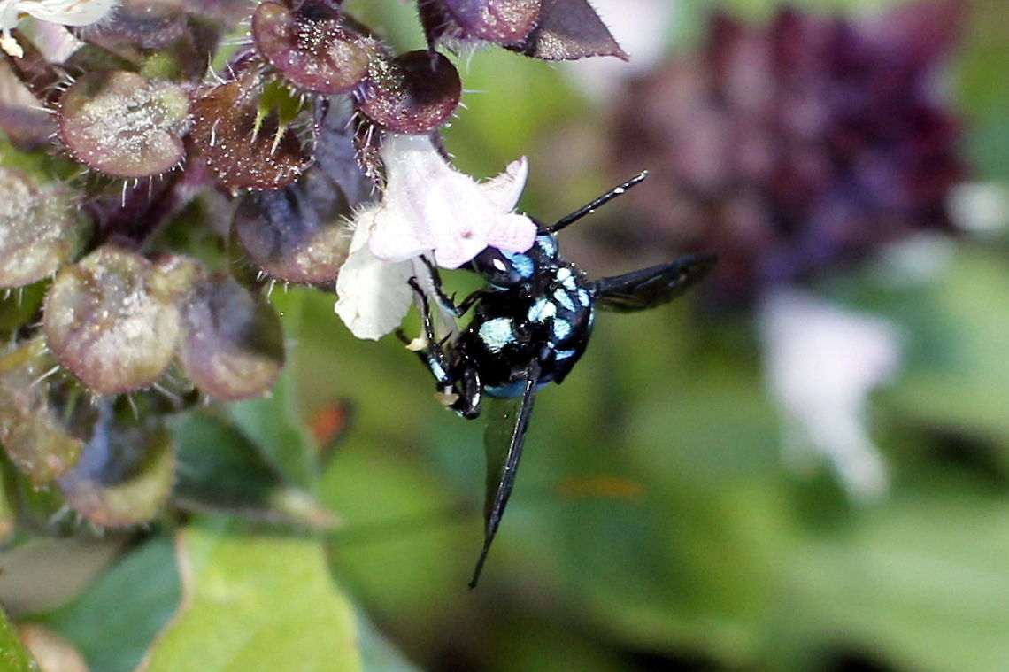 neon cuckoo bee taken at gemini retreat in sapphire on the central queensland gemfields Australia,Fall,Geotagged,Neon cuckoo bee,Thyreus nitidulus,central queensland gemfields