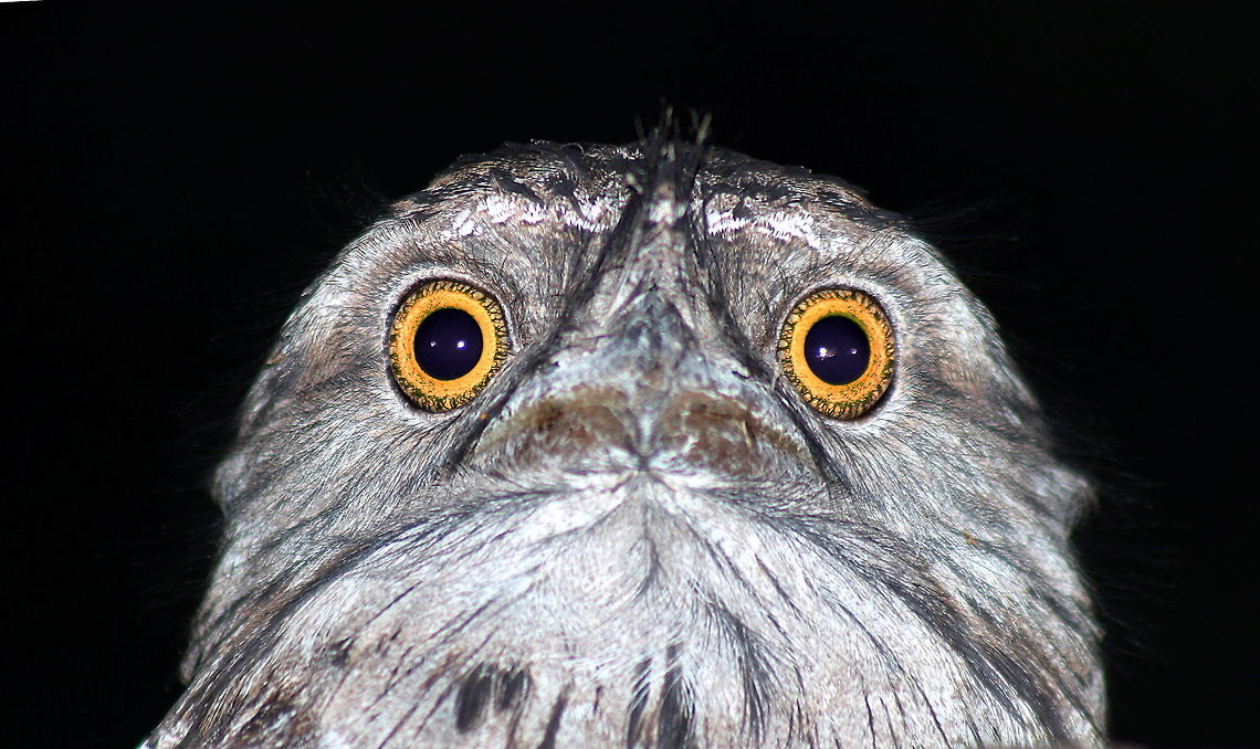 tawny frogmouth taken at gemini retreat van park sapphire gemfields in central queensland Australia,Fall,Geotagged,Podargus strigoides,Tawny frogmouth