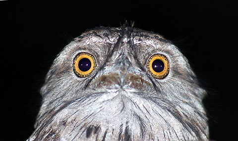 tawny frogmouth taken at gemini retreat van park sapphire gemfields in central queensland Australia,Fall,Geotagged,Podargus strigoides,Tawny frogmouth