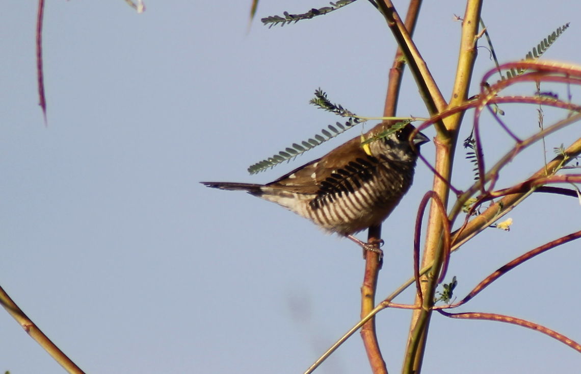 Plum-headed finch taken at gemini retreat van park sapphire central queensland gemfields Australia,Fall,Geotagged,Neochmia modesta,Plum-headed finch,central queensland gemfields
