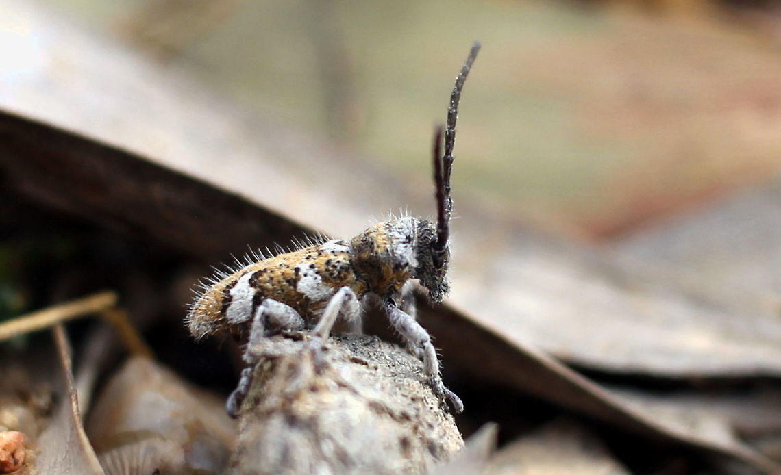 grey n brown wooly looking longicorn beetle maybe?? taken at sapphire gemfields queensland....possibly one of the longicorn beetles....no idea who he is but hes well dressed Australia,Fall,Geotagged,queensland,sapphire
