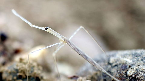 skinny pale freshwater crustacean maybe?? taen at sapphire gemfields queensland ....found on a yabbie net was very fragile looking and slow moving  Australia,Fall,Geotagged,queensland,sapphire
