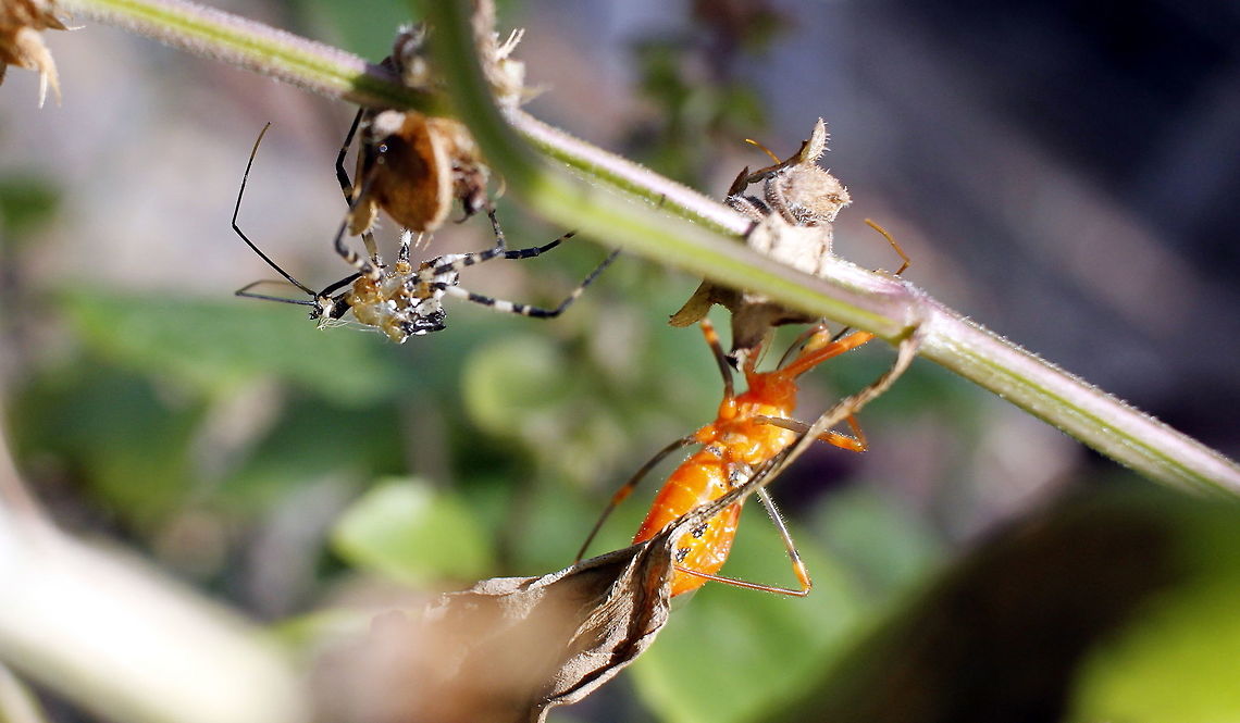 moulting orange assassin bug of some sort maybe?? taken at sapphire gemfields queensland Australia,Fall,Geotagged,queensland,sapphire