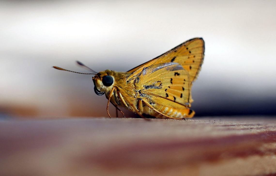 Orange Palm Dart Butterfly taken at sapphire gemfields queensland Australia,Cephrenes augiades,Fall,Geotagged,queensland,sapphire