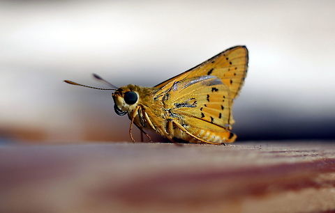 Orange Palm Dart Butterfly taken at sapphire gemfields queensland Australia,Cephrenes augiades,Fall,Geotagged,queensland,sapphire