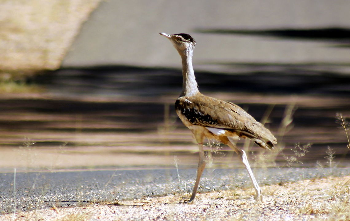 Australian bustard (Ardeotis australis) taken at sapphire gemfields queensland Ardeotis australis,Australia,Australian bustard,Fall,Geotagged,queensland,sapphire