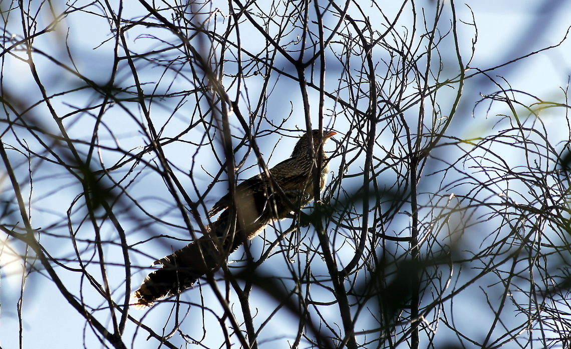 pheasant coucal taen at gemini retreat van park sapphire gemfields queensland Australia,Centropus phasianinus,Fall,Geotagged,Pheasant coucal,queensland,sapphire gemfields