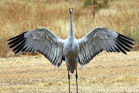 brolga taken at gemini retreat van park sapphire gemfields queensland Brolga,Grus rubicunda