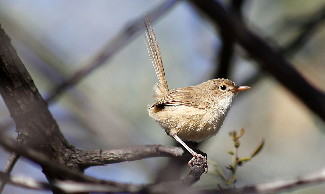 female red backed fairy wren taken at gemini retreat in sapphire queensland Australia,Fall,Geotagged,Malurus melanocephalus,red backed fairy wren