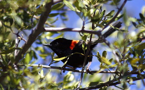 red backed fairy wren taken in sapphire queensland  Australia,Geotagged,Malurus melanocephalus,Red backed fairy wren,Winter