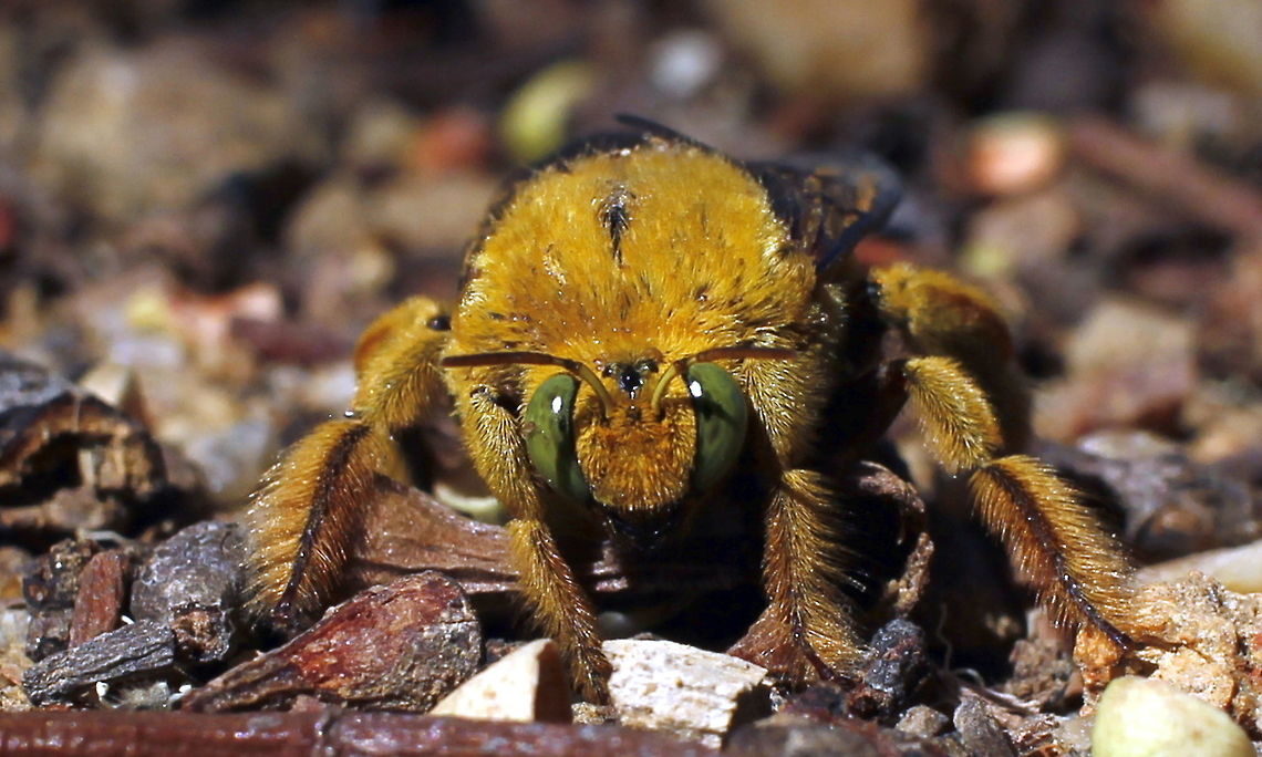 Teddy Bear Bee taken at sapphire queensland Amegilla bombiformis,Australia,Geotagged,Teddy Bear Bee,Winter