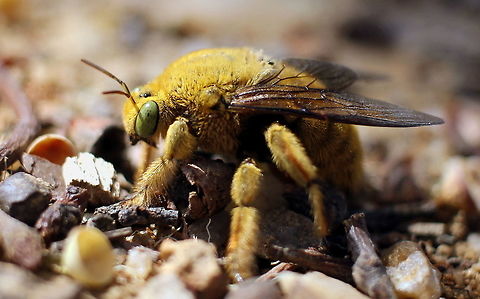 Teddy Bear Bee taken at sapphire queensland Amegilla bombiformis,Australia,Geotagged,Teddy Bear Bee,Winter,Xylocopa