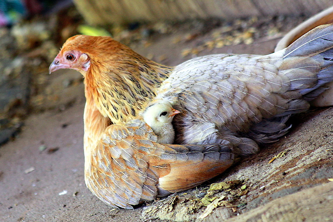 bantam and chick mother bantam caring for her chick Australia,Domestic Chicken,Gallus gallus,Gallus gallus var. domesticus,Geotagged,Red junglefowl,Summer