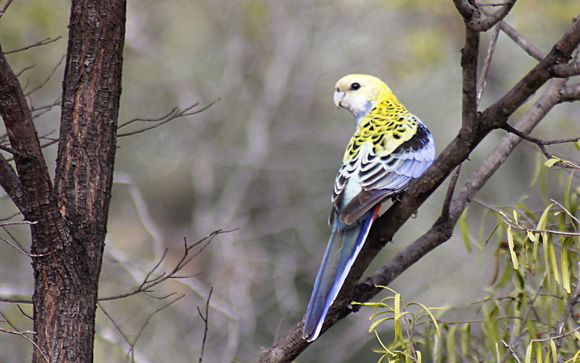 pale-headed rosella pale-headed rosella taken in Sapphire Central Queensland  Australia,Central Queensland,Fall,Geotagged,Pale-headed Rosella,Platycercus adscitus,Sapphire