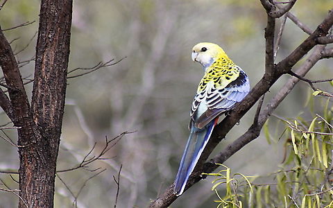 pale-headed rosella pale-headed rosella taken in Sapphire Central Queensland  Australia,Central Queensland,Fall,Geotagged,Pale-headed Rosella,Platycercus adscitus,Sapphire