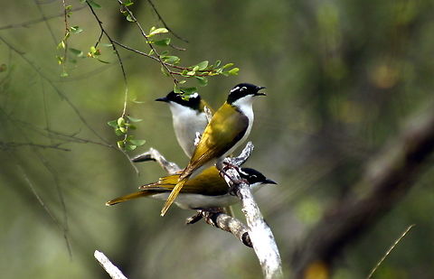 white-throated honeyeaters taken at sapphire central queensland Australia,Fall,Geotagged,Melithreptus albogularis,White-throated honeyeater