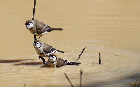 double-bar finch's taken at sapphire gemfields central queensland Australia,Double-barred Finch,Fall,Geotagged,Taeniopygia bichenovii