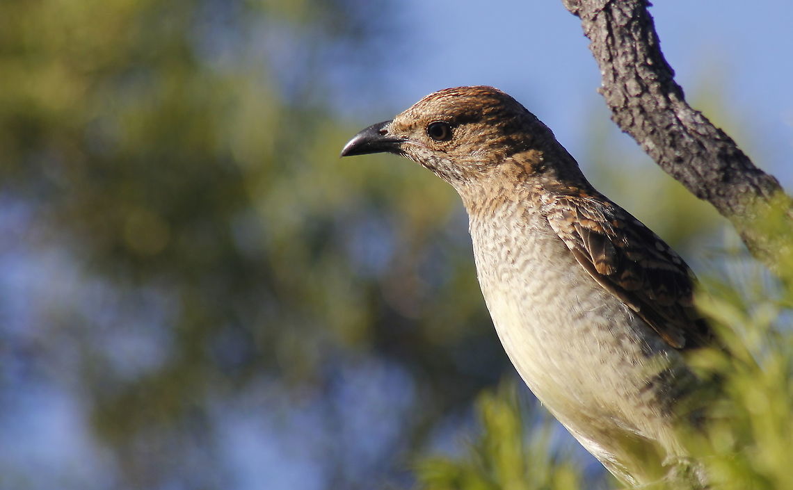Spotted bowerbird taken at sapphire central queensland gemfields australia Australia,Chlamydera maculata,Fall,Geotagged,Spotted Bowerbird,Spotted bowerbird,australia,central queensland gemfields,sapphire