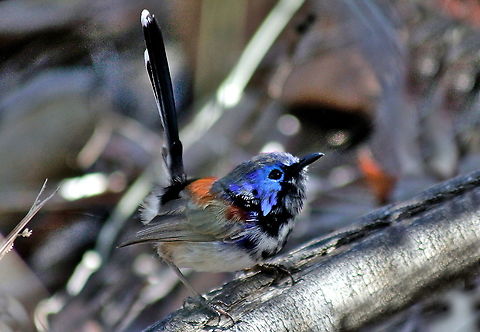 Purple-backed Fairywren taken at sapphire central queensland australia Malurus assimils,Purple-backed fairywren,australia,central queensland,sapphire